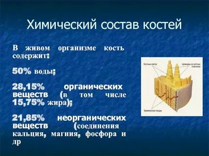 В состав костей входят и вещества