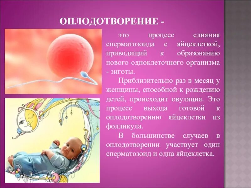 Образование зиготы слияние спермия с яйцеклеткой
