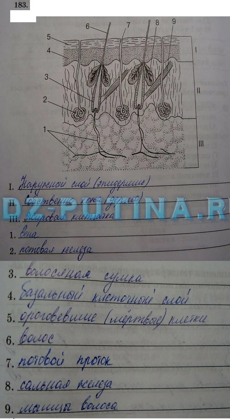 Биология тетрадь 8 класс Сонин. Биология 8 рабочая тетрадь Сонин. Рассмотрите рисунок строение кожи. Строение кожи рабочая тетрадь. Биология 8 класс 21