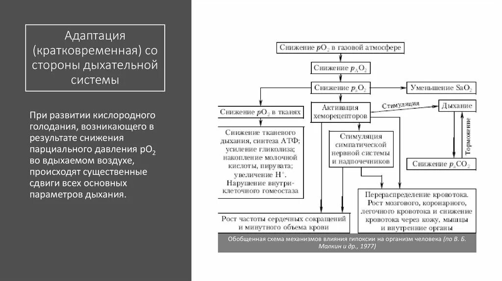 Адаптации 17. Адаптация человека. Адаптация человека к условиям высокогорья. Кратковременная адаптация. Адаптация организма к гипоксии.