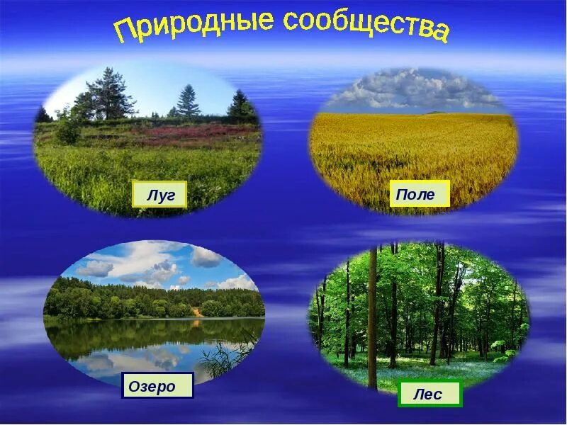 Окружающий мир там. Природные сообщества. природное сообщество окружающий мир. природное сообщество лес. разнообразие природных сообществ.