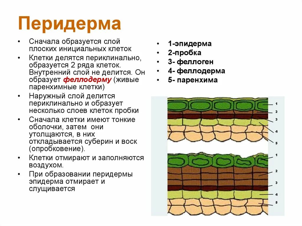 Слои образующие мембрану клетки. Покровная ткань перидерма образована. Вторичная покровная ткань перидерма. Феллоген феллодерма. Чечевичная перидерма.