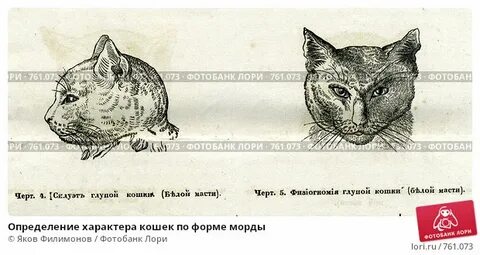 Как распознать кошку