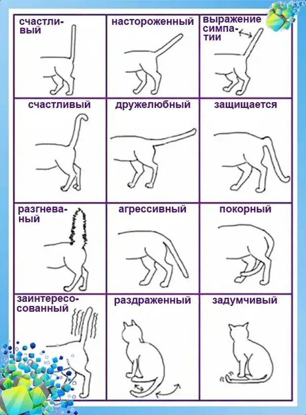 Положение хвоста у кота. Хвост кошки что означает положение. Как понять кота по хвосту. Значение положения хвоста у кошки.