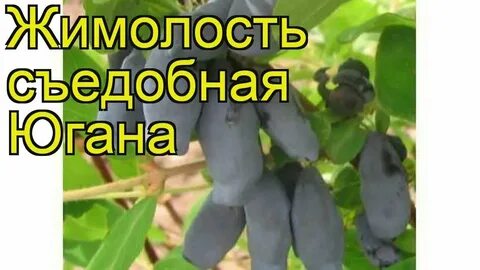 Жимолость югана отзывы