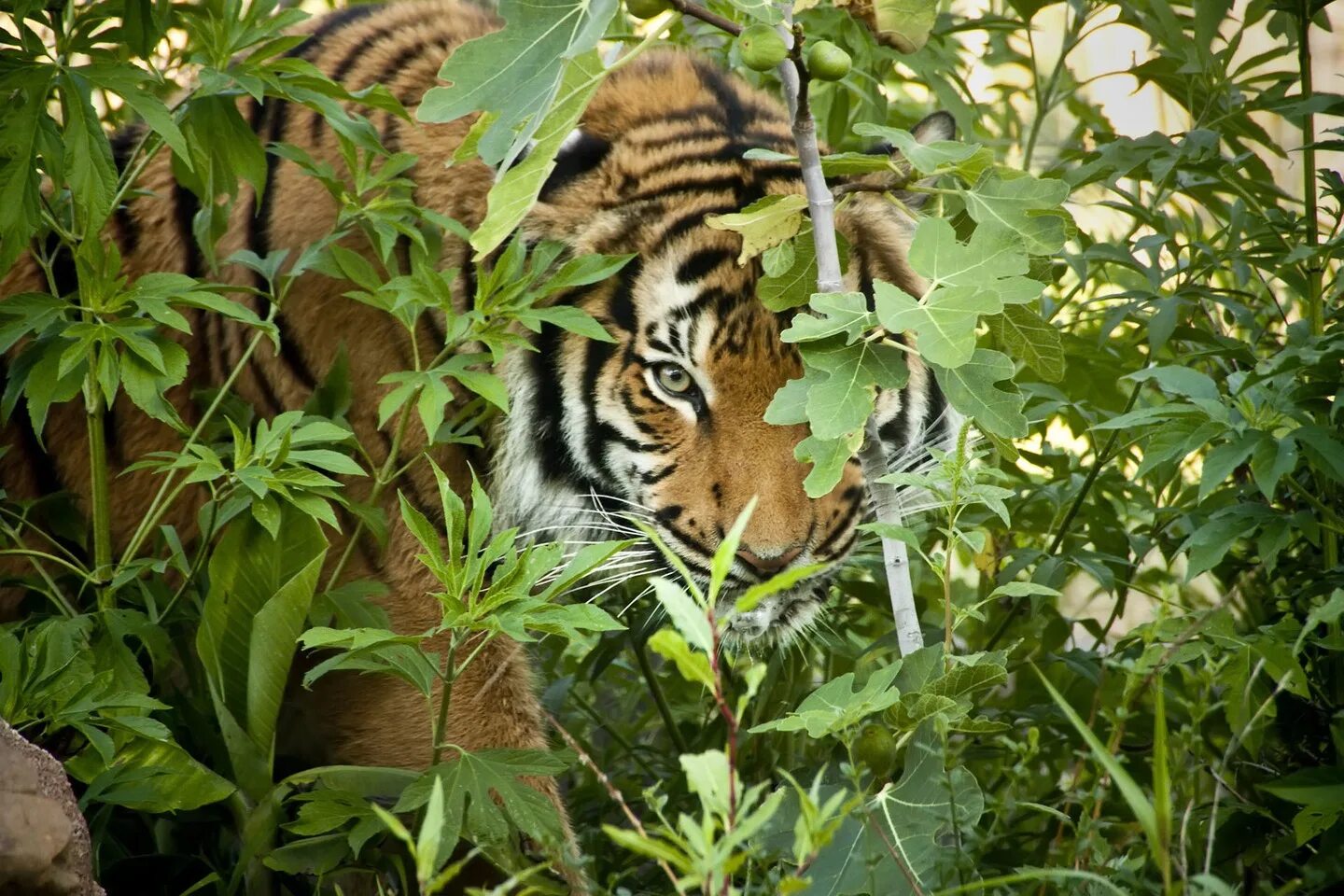 Тигр в засаде мем. Тигр в джунглях. Тигр в зарослях. Тигр в тропическом лесу. Затаившийся тигр.