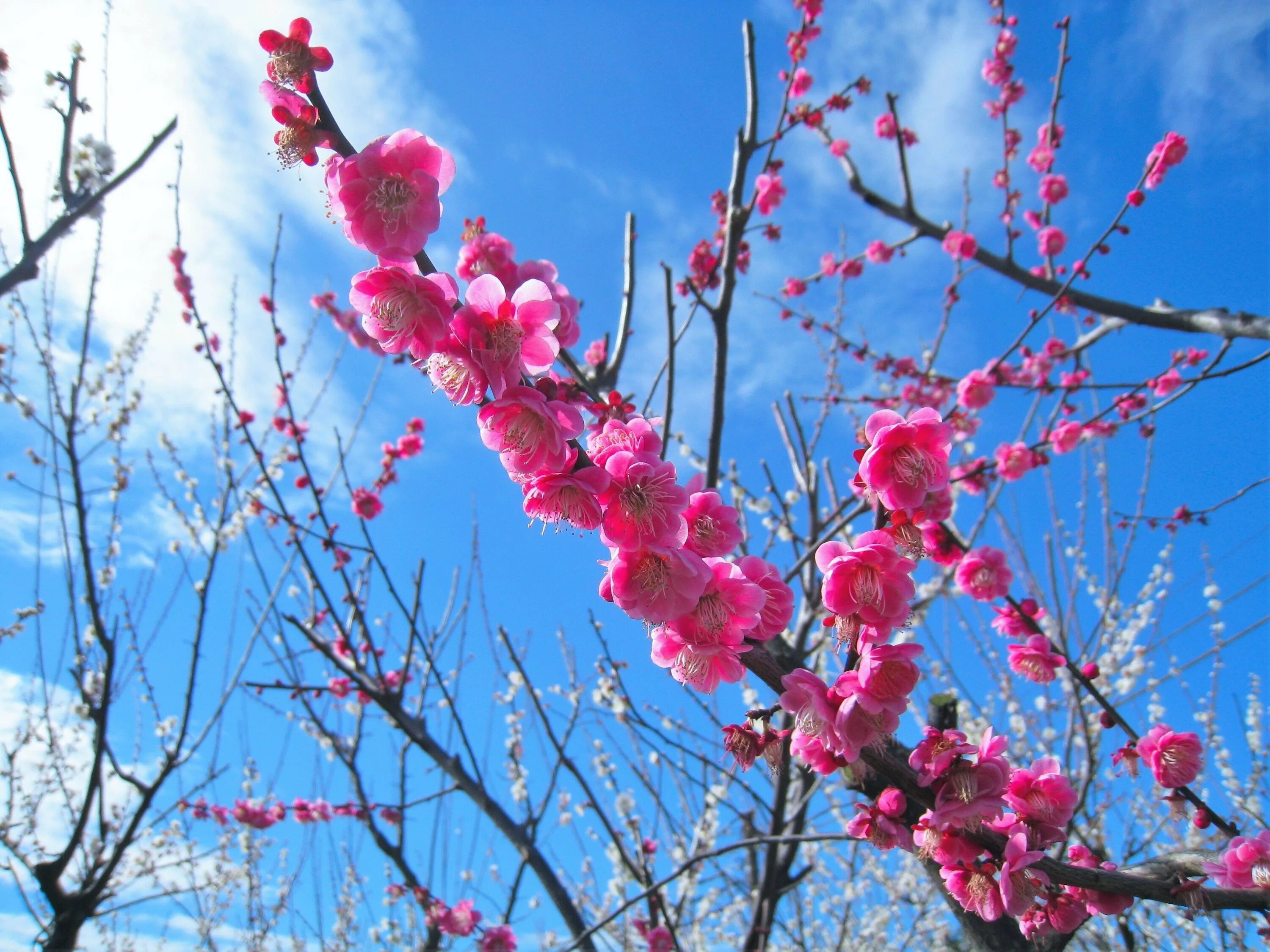 Цветущее дерево персика. Цветущий персик / Blooming Prunus persica. Персиковое дерево цветет Сакура. Дерево нектарин цветет. Цветение абрикосового дерева в Японии.