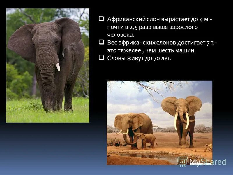 стадо слонов. сафари юар слоны. слоны в танзании. вес африканского слона. уровень видовой слон африканский.