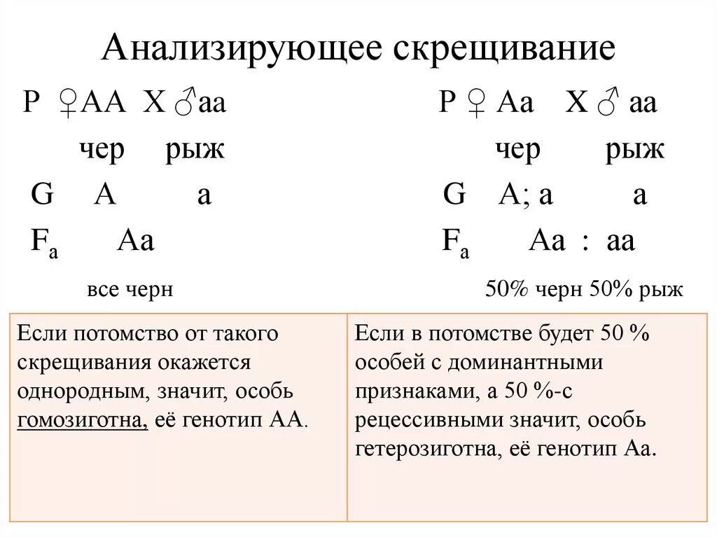 Схема скрещивания анализирующее моногибридное скрещивание. Схема анализируемого скрещивания АА И АА. Принципиальная схема анализирующего скрещивания. Генетическая схема анализирующего скрещивания.