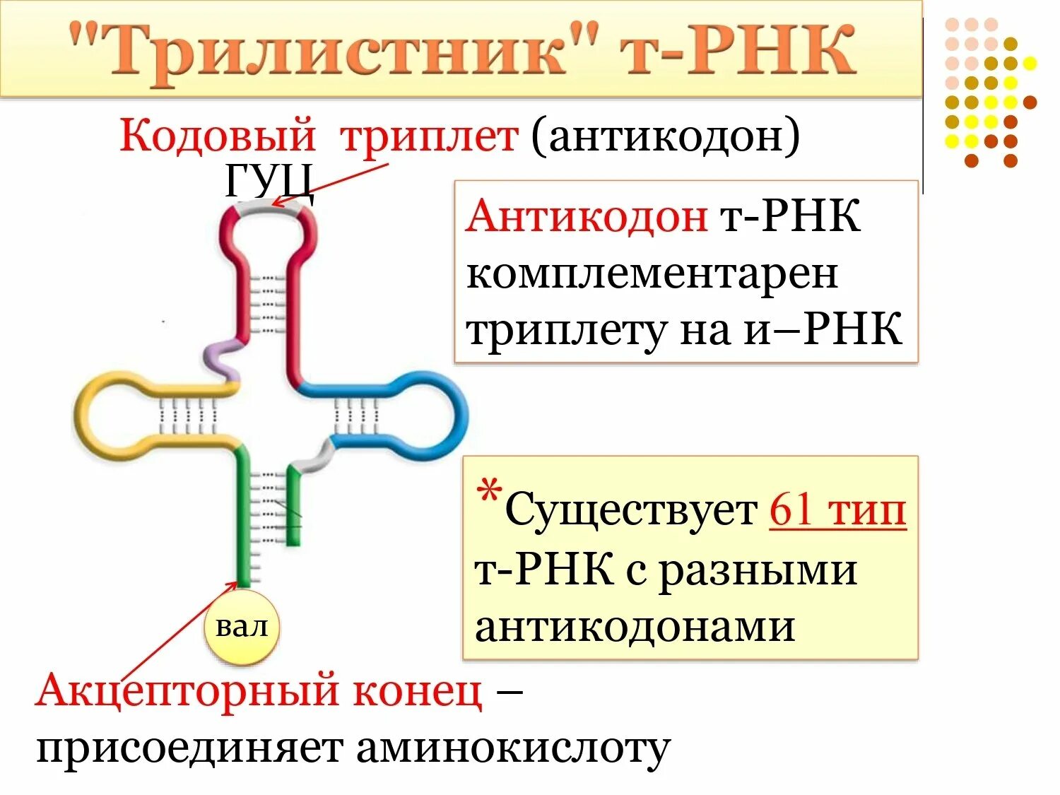 Антикодоны ТРНК. Антикодон транспортной РНК. Кодон и антикодон ТРНК. Строение транспортной РНК. Кодоны т рнк