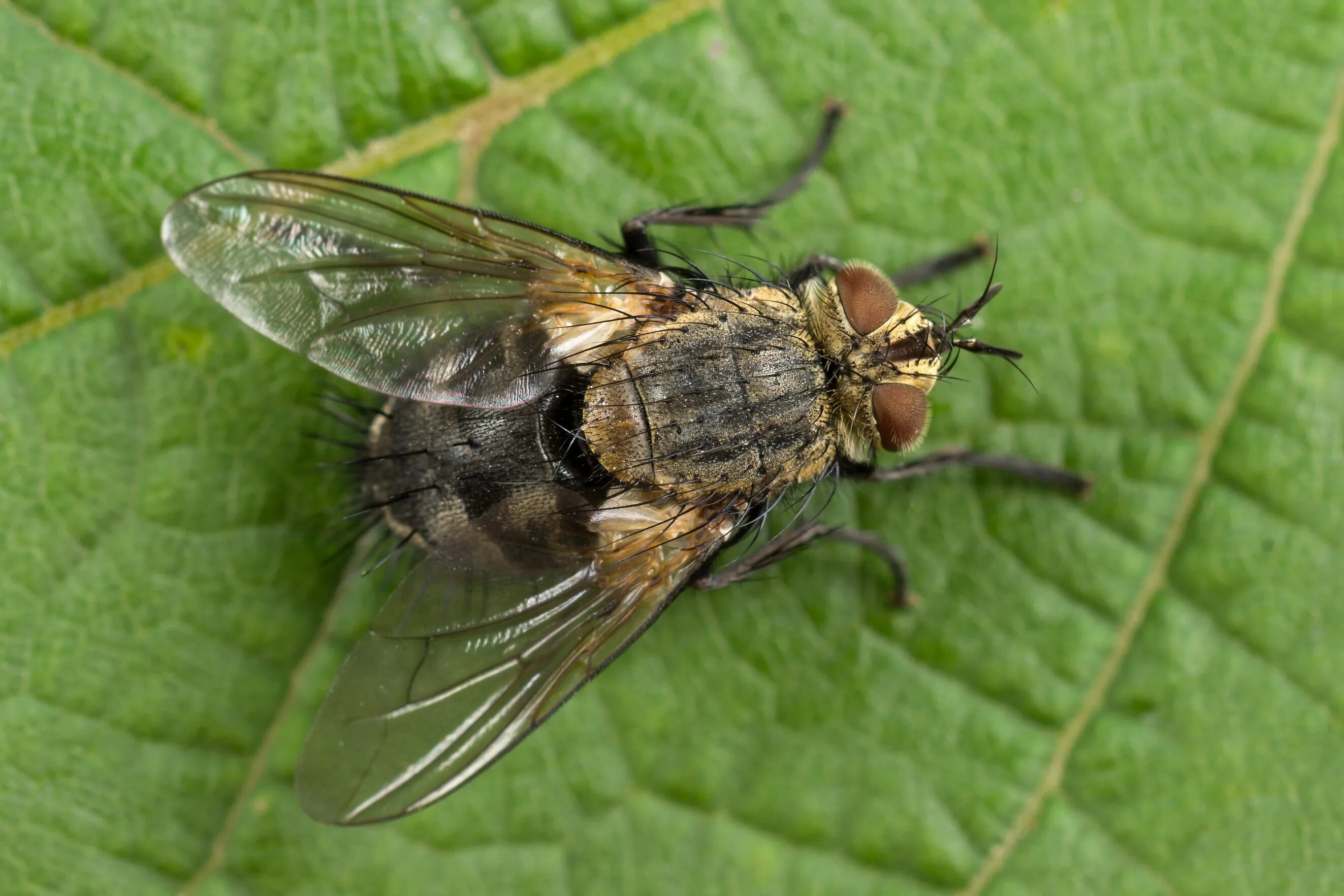 Тахины Ежемухи Tachinidae. Тахина (Tachinidae) Муха. Ежемуха черноусая. Имаго Муха тахина. Вид муха домашняя