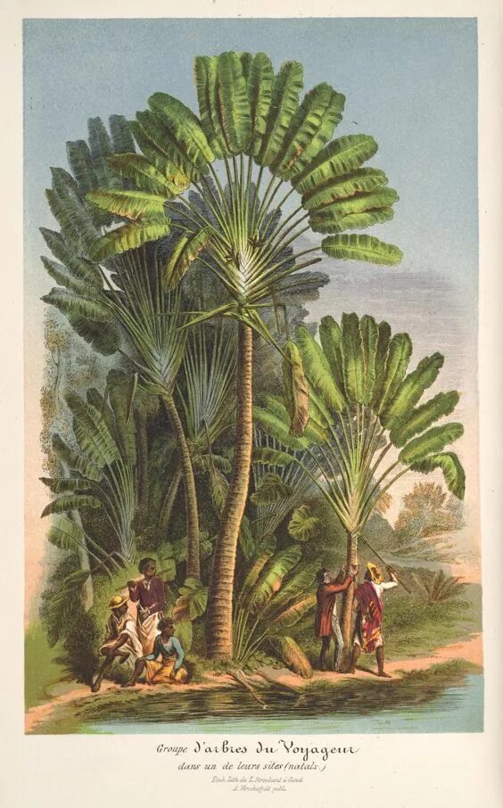 Пальма равенала. Равенала Мадагаскарская. Пальма Ботаническая иллюстрация. Равенала Мадагаскарская рисунок.
