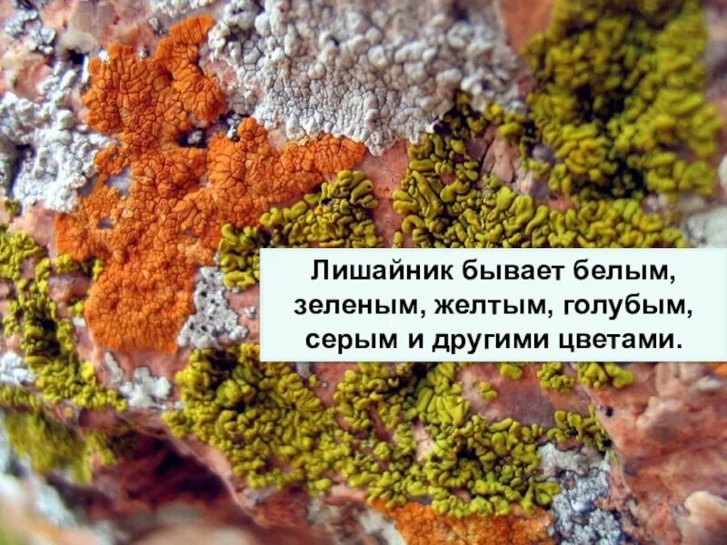 Съедобные лишайники для человека. Пармелия бороздчатая лишайники. Умбиликария съедобная лишайник. Лишайниковая манна. Виды съедобных лишайников.