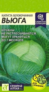 Капуста вьюга отзывы фото урожайность