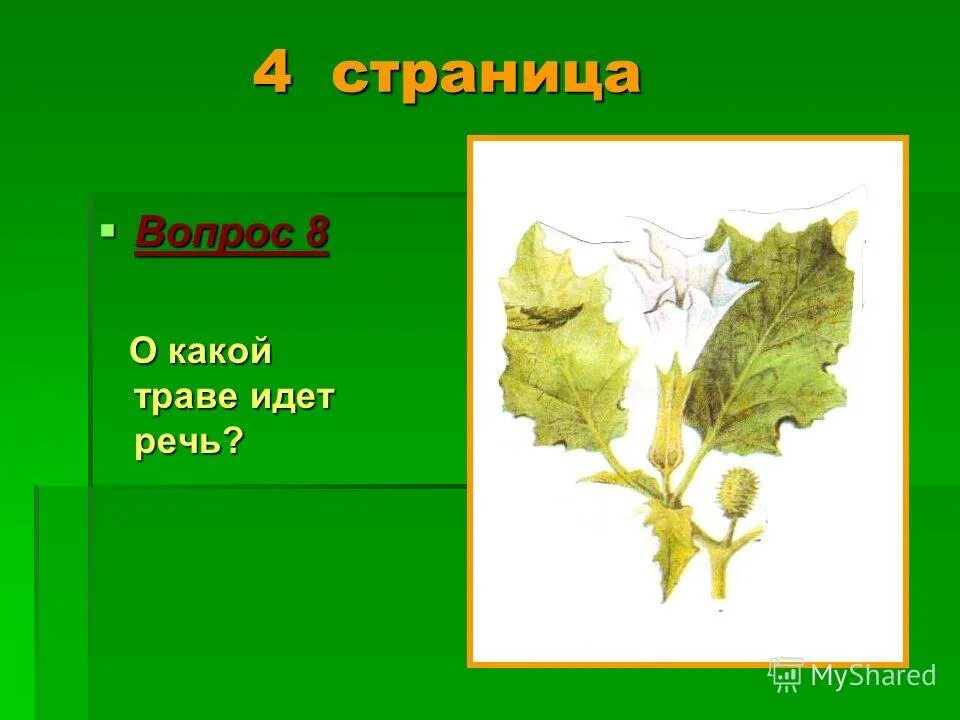 Какие растения входят в отряд дубовых. О каких растениях неведимках идёт речь вода. О какой траве идет речь