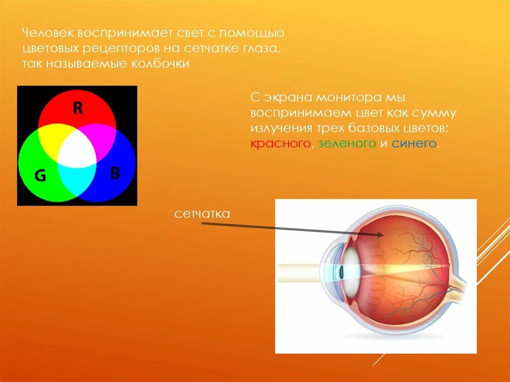 Три цвета воспринимаемые глазом человека. Цветовые рецепторы глаза. Колбочки сетчатки глаза воспринимают цвет и свет.