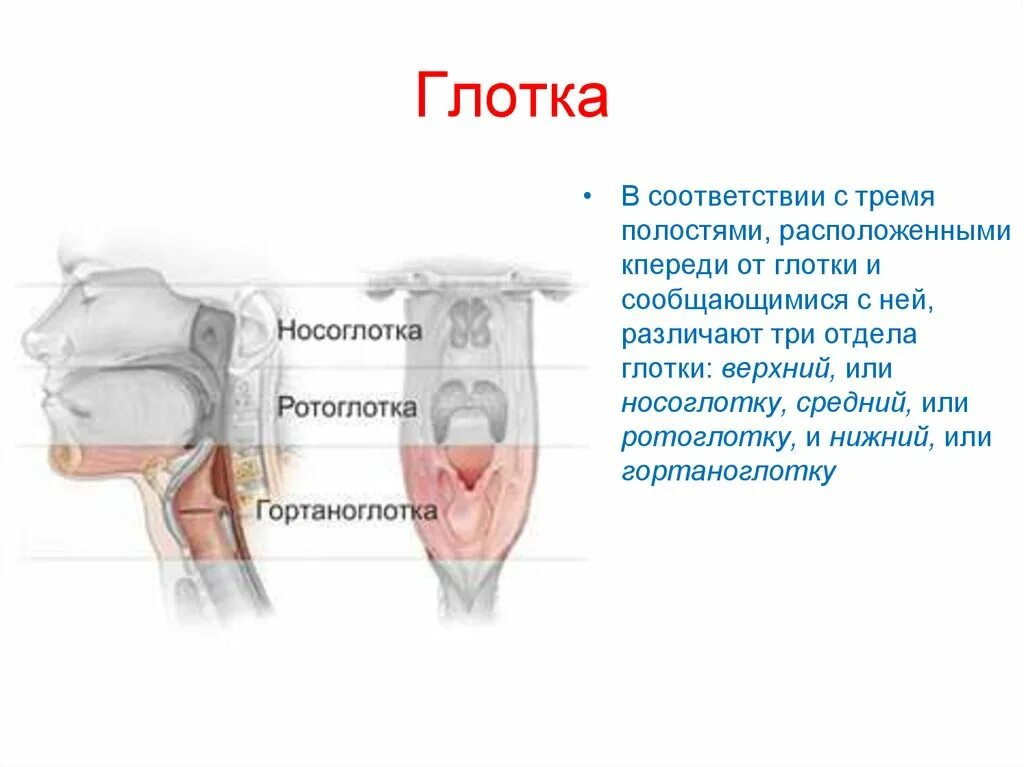 Глотка строение анатомия. Глотка делится на три части. Ротоглотка это отдел глотки.