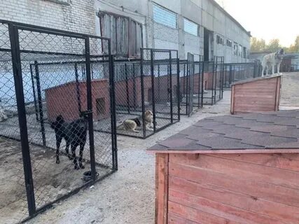 Собаки березники