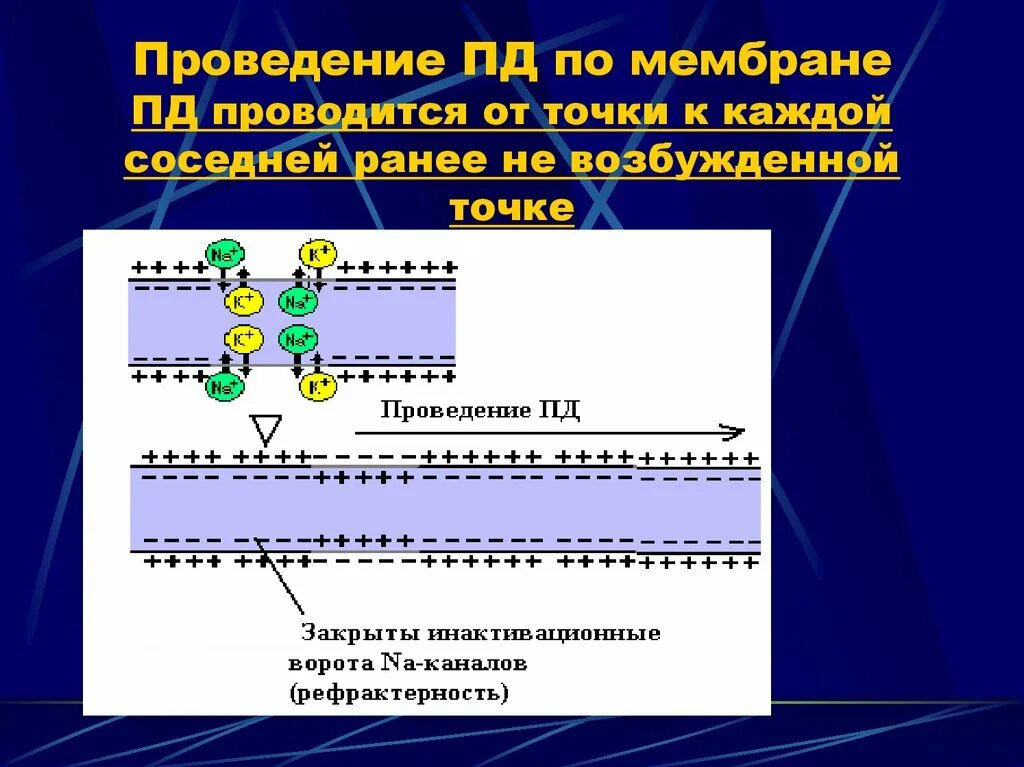 Проведение Пд. Схема потенциала действия физиология. Передача Пд по мембране. Пд. Передача пд