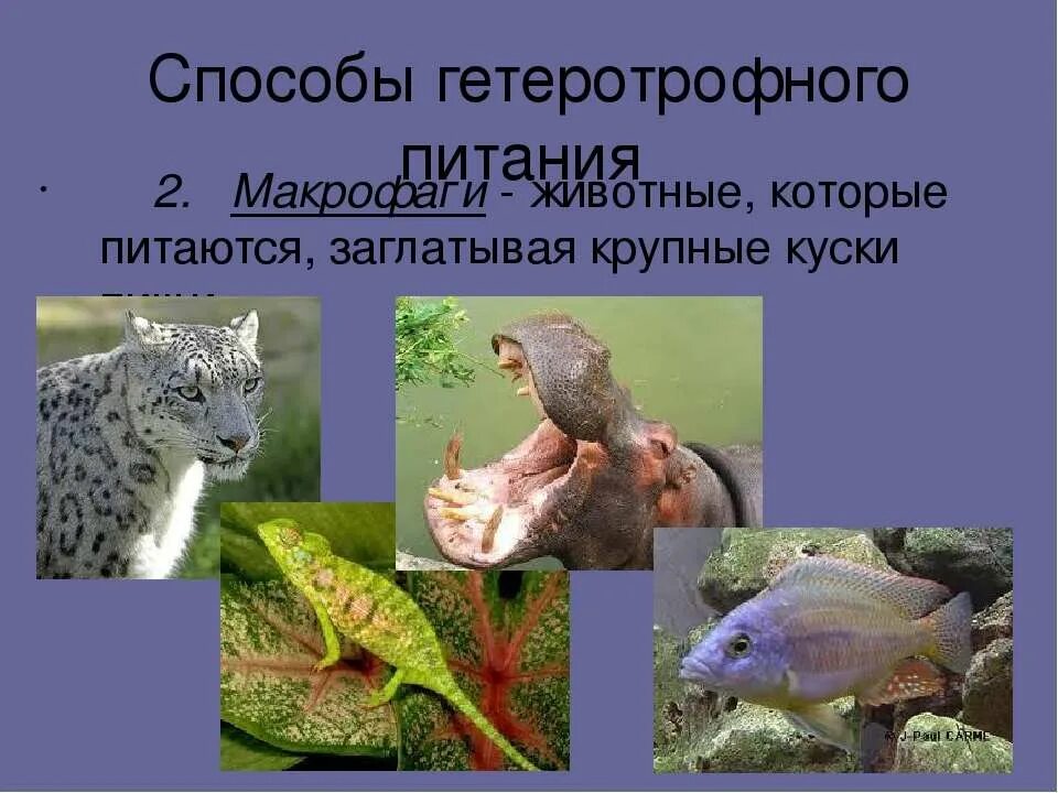 Тип питания гетеротрофный представитель. Способы питания животных. гетеротрофное питание животных. гетеротрофный способ питания. питание животных гетеро.
