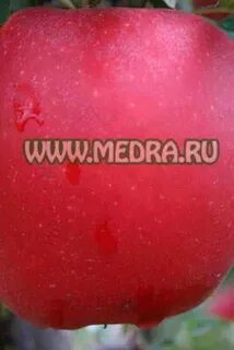 Орловское яблоня описание