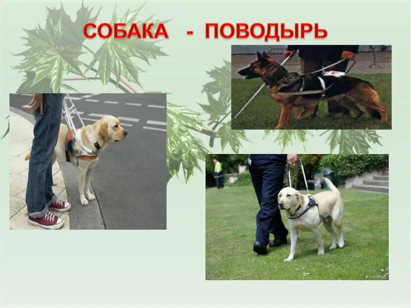 Собака поводырь. Собаки помощники. Собаки помощники человека. Презентация на тему собака поводырь.