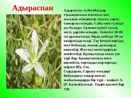 Дикті өте ашкөздікпен сорады