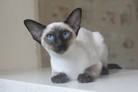 Кошка кари