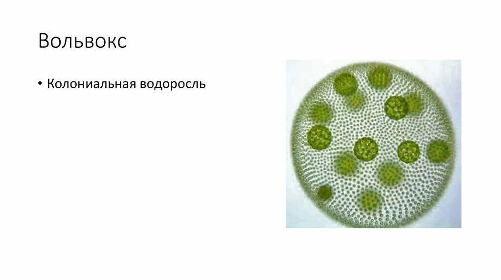 Является колониальной водорослью. Вегетативное размножение вольвокса. Эвглена и вольвокс. Органоиды движения вольвокса. Вольвокс органеллы движения.