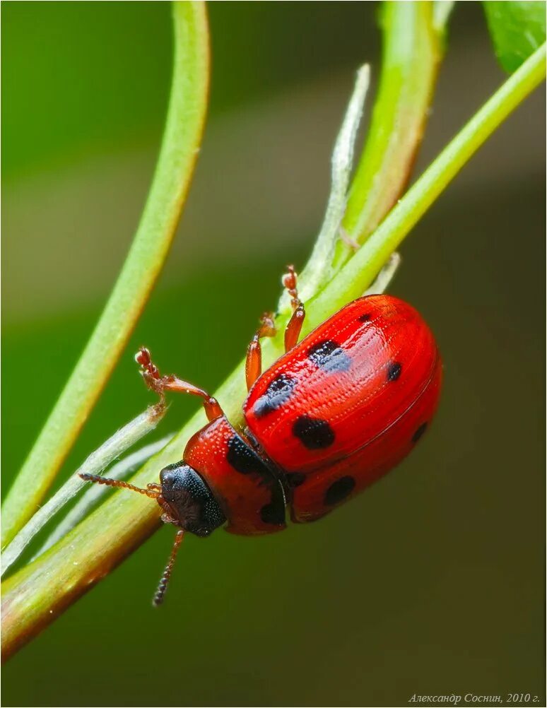 Насекомые вредители леса. Насекомые обитающие в лесах. Насекомые леса россии. Насекомые нашей местности. Насекомые леса.