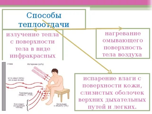 В теплоотдаче главную роль играет. 8 Класс биология терморегуляция закаливание. Кожа роль кожи в терморегуляции. Биология 8 класс терморегуляция организма закаливание. Способы теплоотдачи организма.