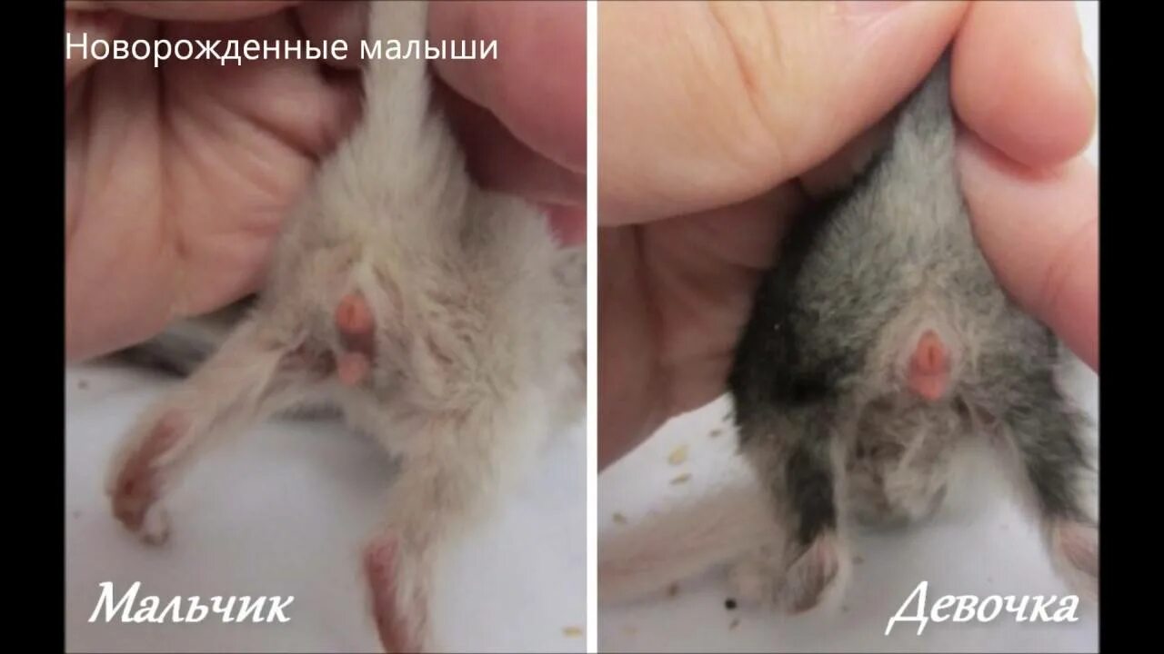 Как определить пол котенка в 1 месяц. Как понять у новорожденных котят пол. как определить пол котенка. как опредилить пол котёнка. как определить пол котенка новорожденного.