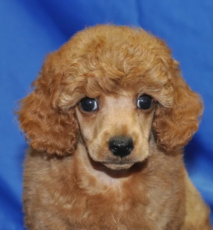 Карликовый пудель описание. Собака пудель карликовый. Порода карликовый пудель. Собака пудель карликовый. Карликовый пудель рыжий.