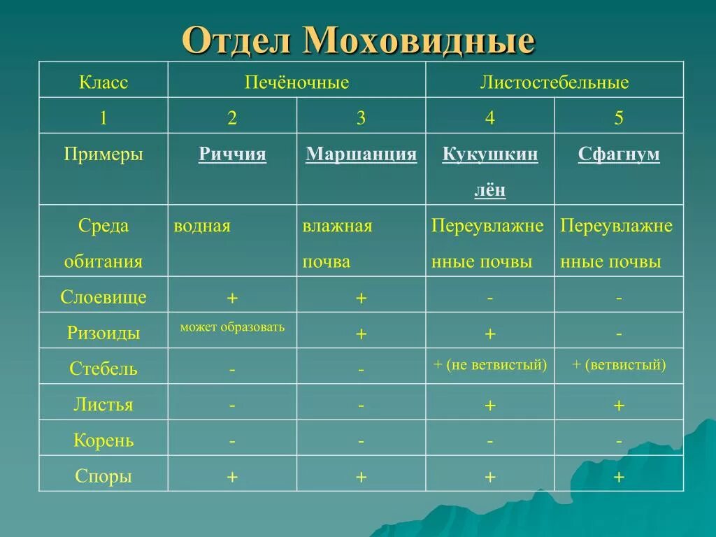 Таблица по биологии Кукушкин лен и сфагнум. Строение мхов таблица. Таблица по биологии мхи. Сравнительная таблица сфагнума и Кукушкина льна.