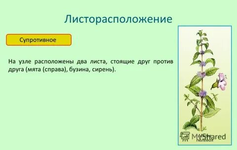 Листорасположение белены