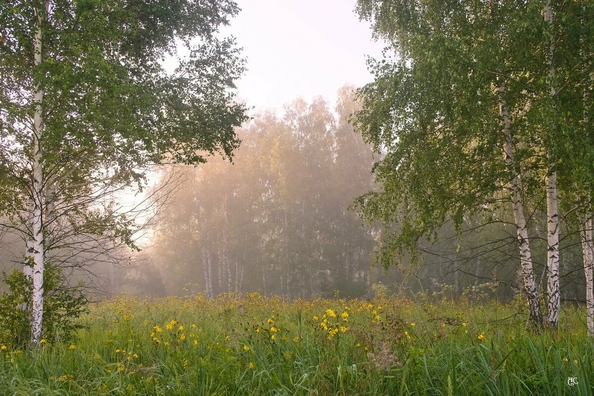 Лето в берёзовом лесу. Утро в березовой роще. Березы на опушке леса. Природа березы. Село виднеется вдали