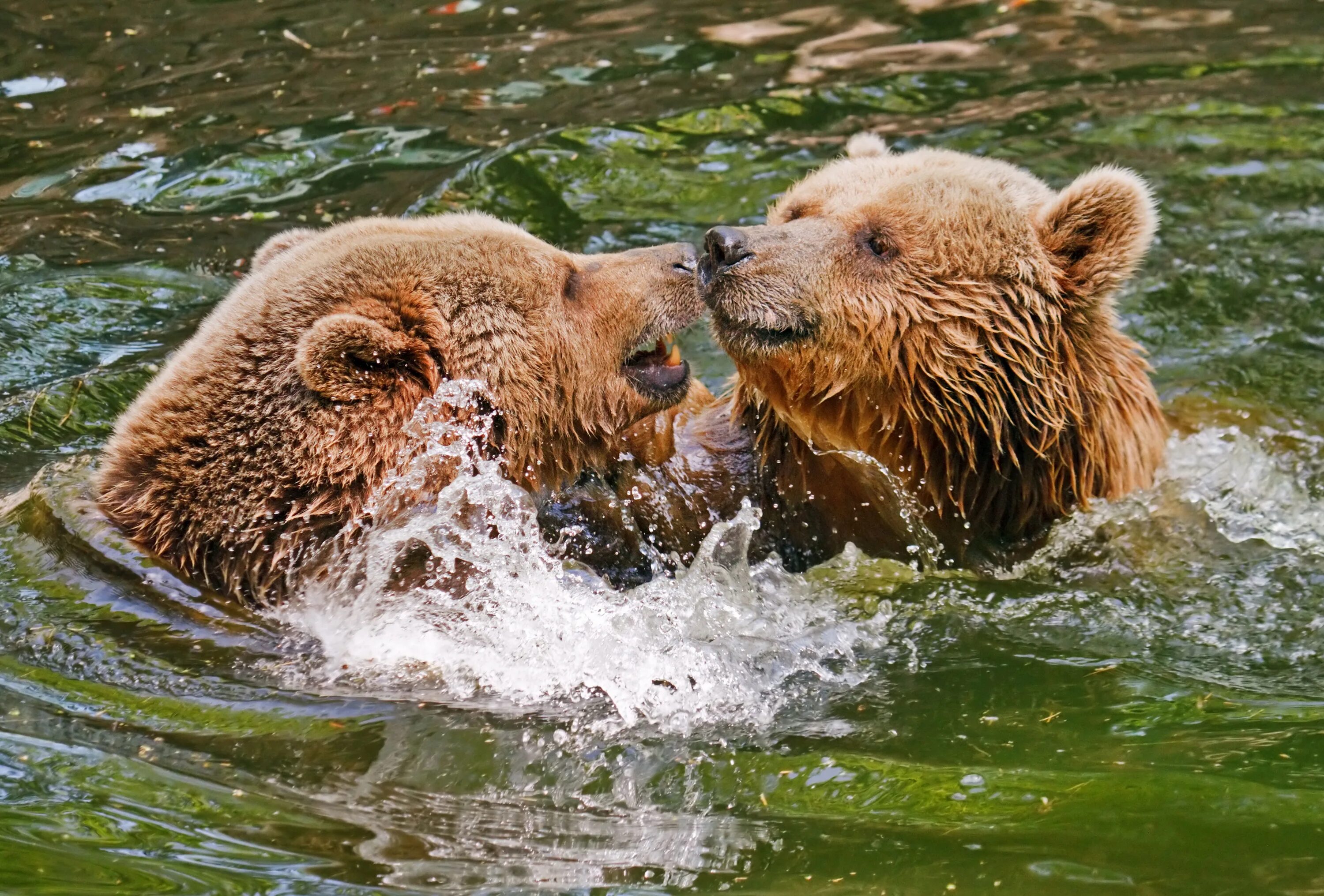 Медведь умывается. Медведь Гризли. Красивый медведь. Бурый медведь. Животные в воде.