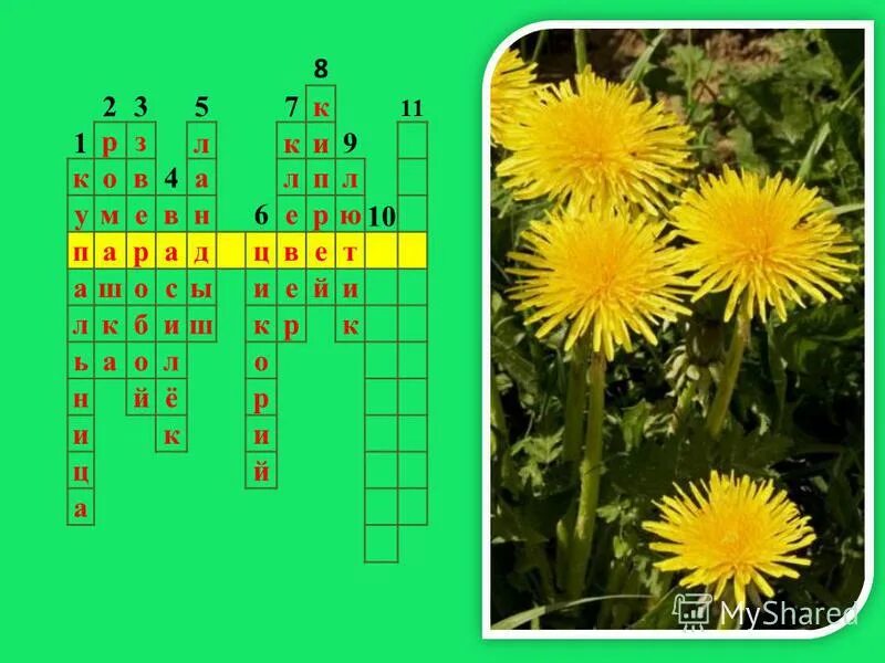 кроссвордик. красалрд. кросворд к мальчики чехов. кроссворд на тему луг. кроссворд на тему растения луга.