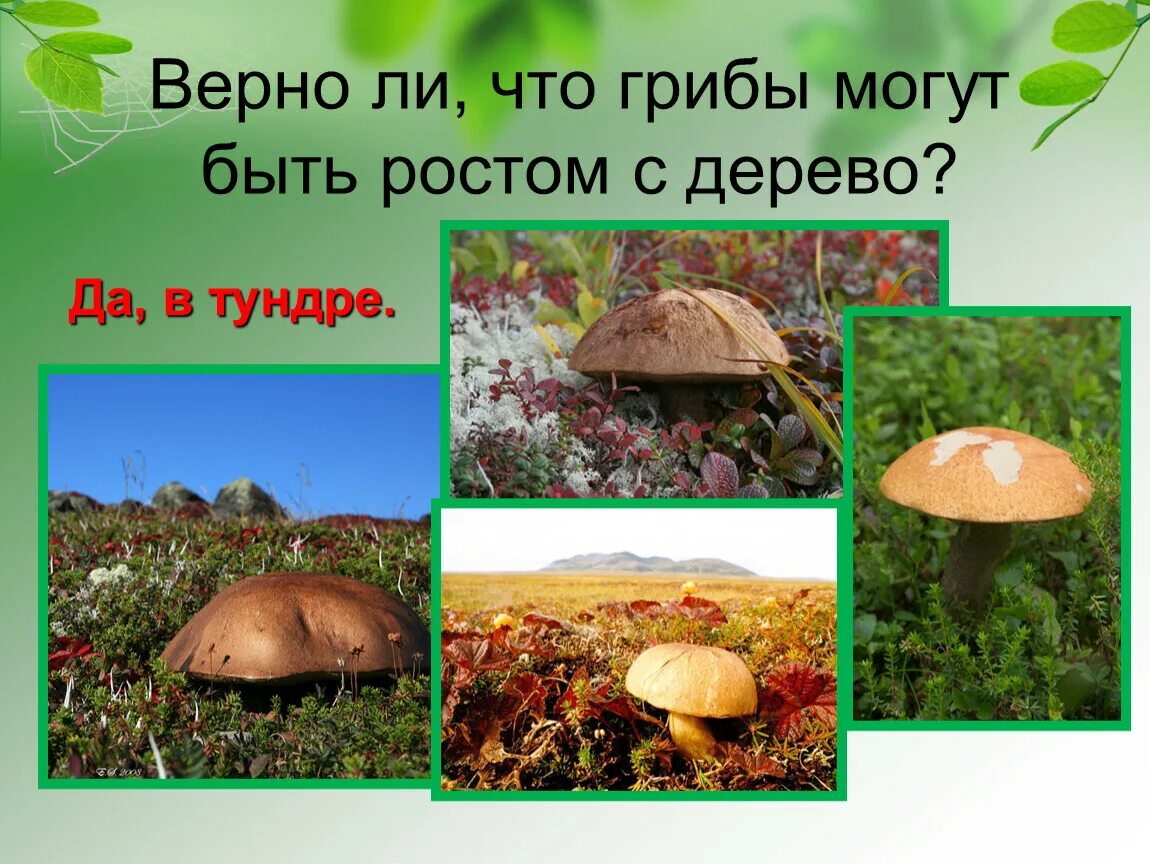 Где на земле грибы бывают выше деревьев. Тундра грибы выше деревьев. белый гриб в тундре выше деревьев. грибы и деревья в тундре. грибы тундра презентация.