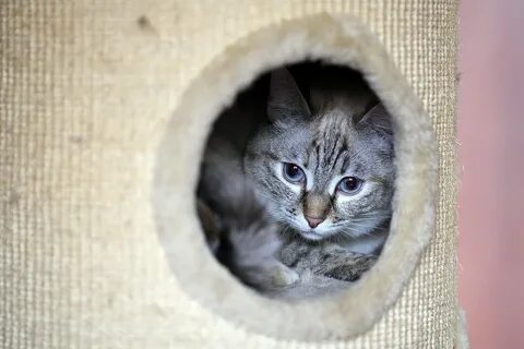 Cat hole
