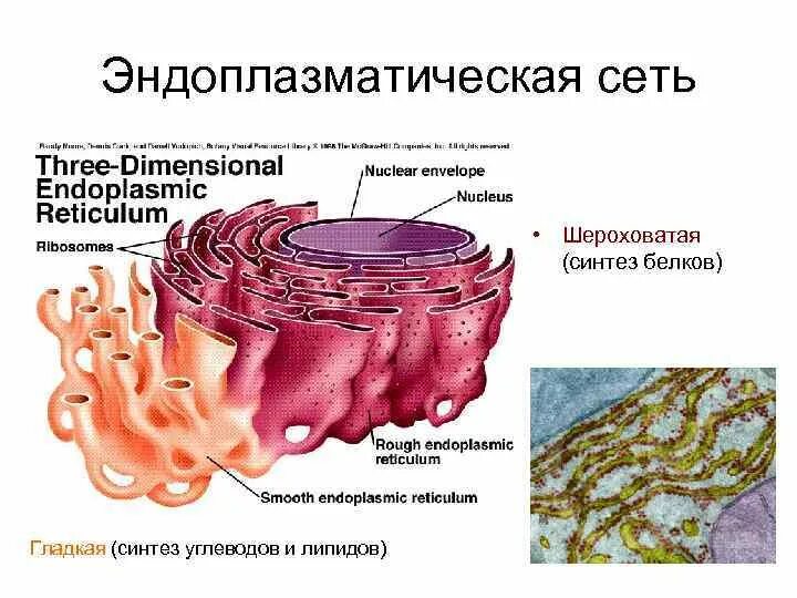 Выполняемые функции эндоплазматической сети. Гладкая эндоплазматическая сеть. Гладкая эндоплазматическая сеть органоид. Эндоплазматический ретикулум растительной клетки.