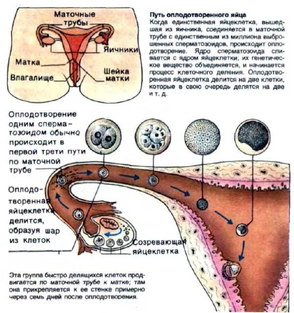 Путь оплодотворенной яйцеклетки в матку. Путь оплодотворенной яйцеклетки в матку по дням. Яйцеклетка женщины оплодотворение. Процесс овуляции и зачатия.