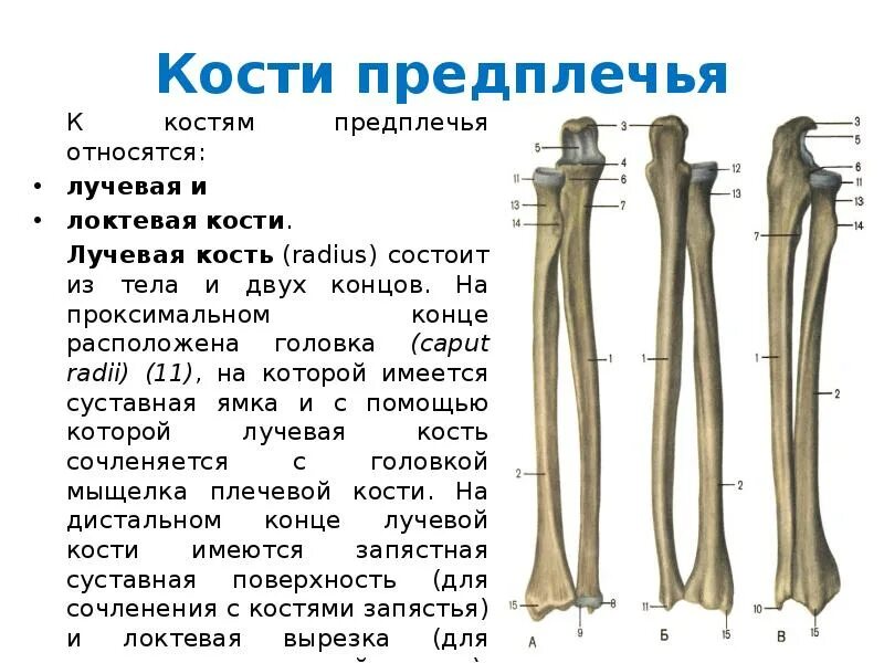 Каких костей относятся кости лопатки. Кости предплечья локтевая кость кость анатомия. Лучевая и локтевая кость анатомия. Лучевая вырезка локтевой кости. Проксимальная часть локтевой кости.