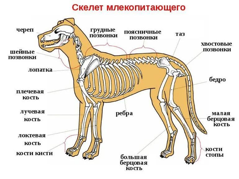 Класс млекопитающие отделы позвоночника. Внутреннее строение млекопитающих 7 класс. Строение скелета млекопитающих 7 класс биология. Внешнему, скелет, внутреннее строение млекопитающих. Скелет собаки по биологии 7 класс.