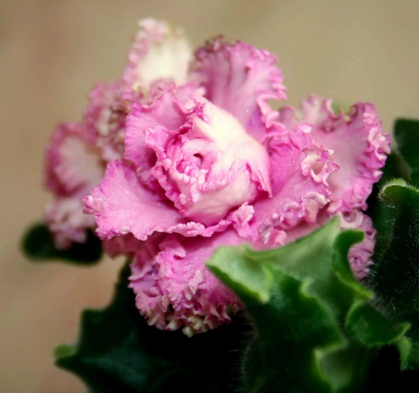 Фиалка уси пуси. Сенполия лонанта. Фиалка ле далия. Сорт фиалки шелест волн. Сенполия летиция.