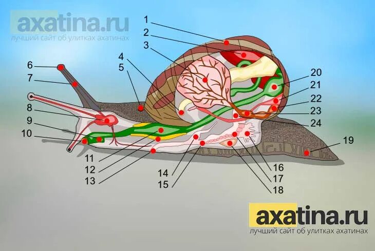 Внутреннее строение улитки ахатины. Анатомия виноградной улитки. Строение улитки ахатина. Строение улитки ахатины.