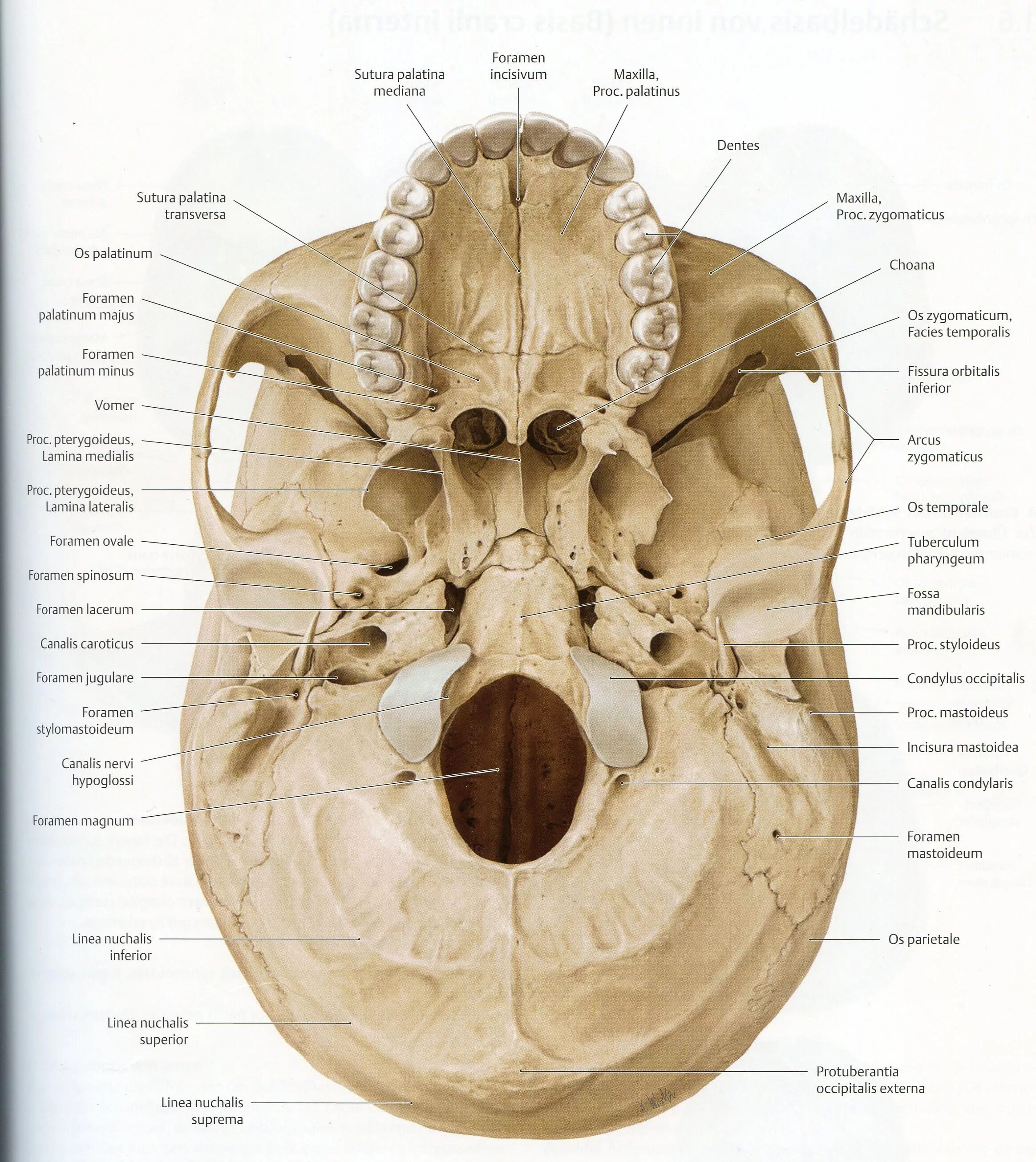 Внутренняя поверхность костей. Наружное основание черепа анатомия отверстия. Наружное основание черепа анатомия кости. Foramen stylomastoideum на черепе. Основание черепа анатомия круглое отверстие.