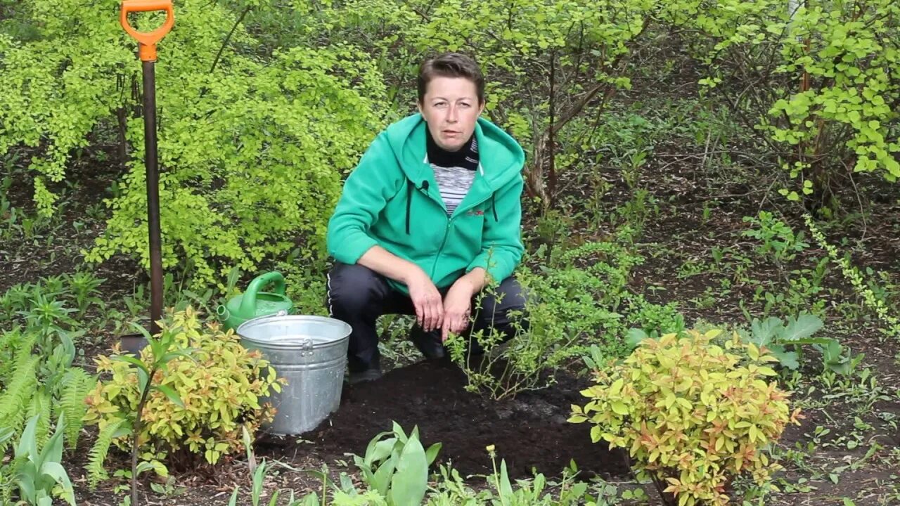 Как посадить голубику видео. Посадка голубики в ведрах. правильная посадка голубики. сажаем голубику в ведро. грядка для голубики.