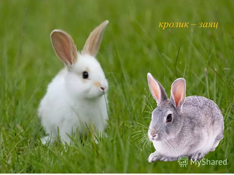 помесь зайца и. кролики. кролик фландр гавана. гибрид зайца и собаки. тигр и заяц.
