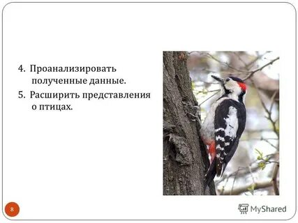 5 фактов о дятле
